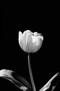 Preview wallpaper tulip, flower, white, bw