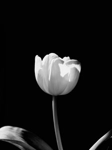 Preview wallpaper tulip, flower, white, bw