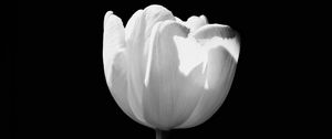 Preview wallpaper tulip, flower, white, bw