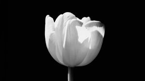 Preview wallpaper tulip, flower, white, bw