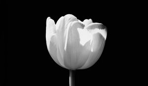 Preview wallpaper tulip, flower, white, bw