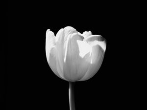 Preview wallpaper tulip, flower, white, bw