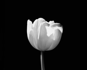 Preview wallpaper tulip, flower, white, bw