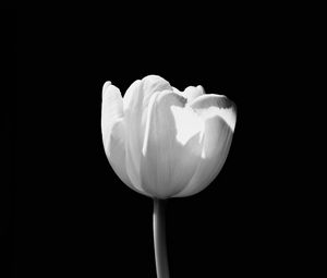 Preview wallpaper tulip, flower, white, bw