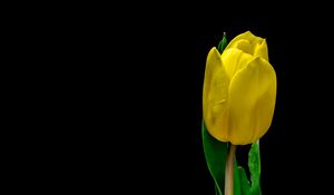 Preview wallpaper tulip, flower, yellow, plant, petals