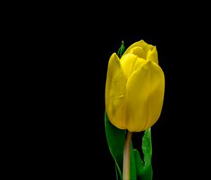 Preview wallpaper tulip, flower, yellow, plant, petals