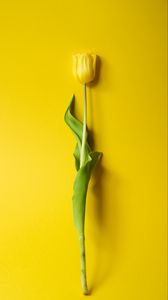 Preview wallpaper tulip, flower, yellow, minimalism