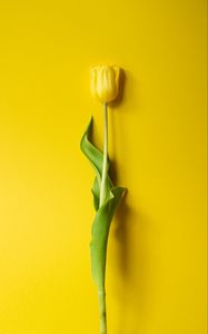 Preview wallpaper tulip, flower, yellow, minimalism