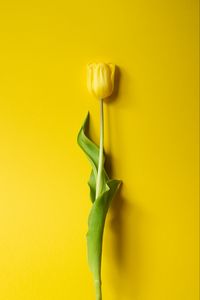 Preview wallpaper tulip, flower, yellow, minimalism