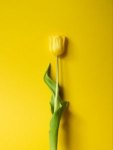 Preview wallpaper tulip, flower, yellow, minimalism