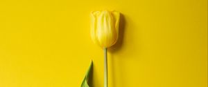 Preview wallpaper tulip, flower, yellow, minimalism