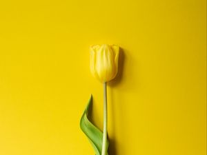 Preview wallpaper tulip, flower, yellow, minimalism