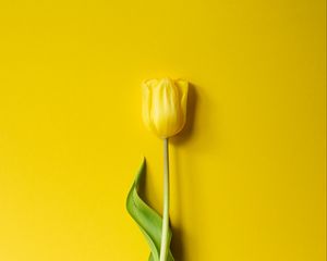 Preview wallpaper tulip, flower, yellow, minimalism