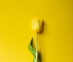 Preview wallpaper tulip, flower, yellow, minimalism