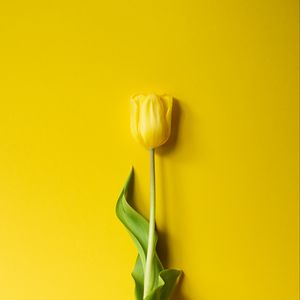 Preview wallpaper tulip, flower, yellow, minimalism