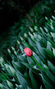 Preview wallpaper tulip, flowers, bloom, spring