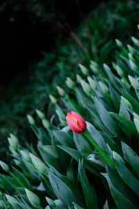 Preview wallpaper tulip, flowers, bloom, spring