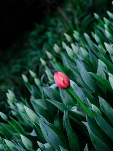 Preview wallpaper tulip, flowers, bloom, spring