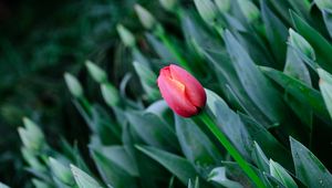 Preview wallpaper tulip, flowers, bloom, spring
