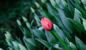 Preview wallpaper tulip, flowers, bloom, spring