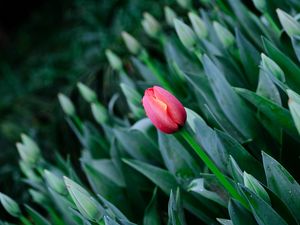 Preview wallpaper tulip, flowers, bloom, spring