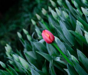 Preview wallpaper tulip, flowers, bloom, spring