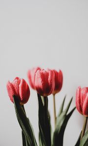 Preview wallpaper tulip, flowers, bouquet, drops, wet