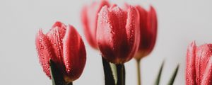 Preview wallpaper tulip, flowers, bouquet, drops, wet