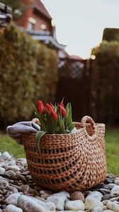 Preview wallpaper tulip, flowers, bouquet, basket, stones