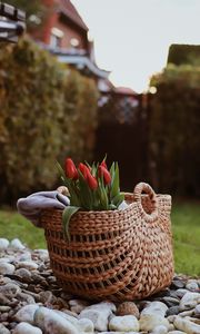Preview wallpaper tulip, flowers, bouquet, basket, stones