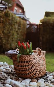 Preview wallpaper tulip, flowers, bouquet, basket, stones