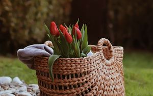 Preview wallpaper tulip, flowers, bouquet, basket, stones