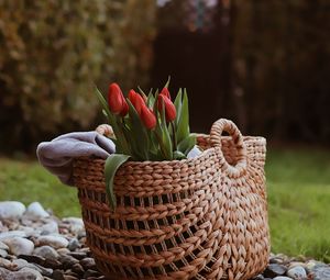 Preview wallpaper tulip, flowers, bouquet, basket, stones