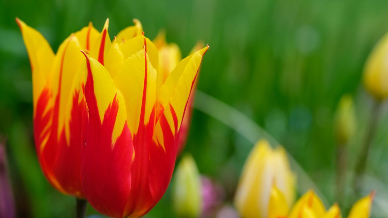 Wallpaper tulip, flowers, bud, blur, bright