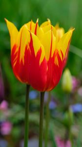 Preview wallpaper tulip, flowers, bud, blur, bright