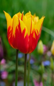 Preview wallpaper tulip, flowers, bud, blur, bright