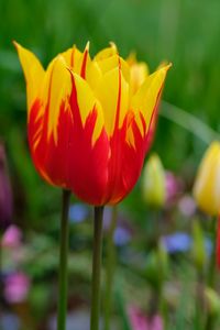 Preview wallpaper tulip, flowers, bud, blur, bright