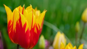 Preview wallpaper tulip, flowers, bud, blur, bright