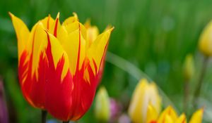 Preview wallpaper tulip, flowers, bud, blur, bright