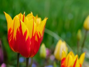 Preview wallpaper tulip, flowers, bud, blur, bright