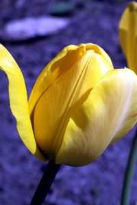 Preview wallpaper tulip, flowers, buds, yellow