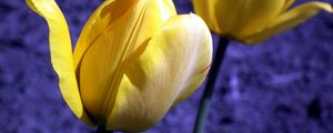 Preview wallpaper tulip, flowers, buds, yellow