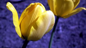 Preview wallpaper tulip, flowers, buds, yellow