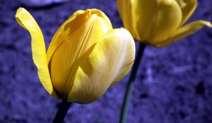 Preview wallpaper tulip, flowers, buds, yellow