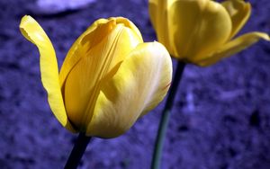 Preview wallpaper tulip, flowers, buds, yellow