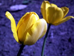 Preview wallpaper tulip, flowers, buds, yellow