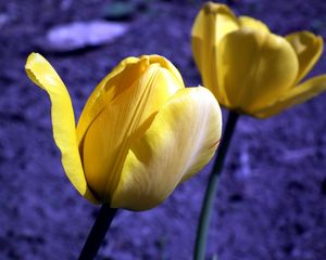 Preview wallpaper tulip, flowers, buds, yellow