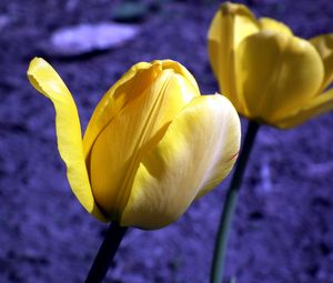 Preview wallpaper tulip, flowers, buds, yellow