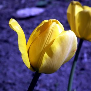 Preview wallpaper tulip, flowers, buds, yellow