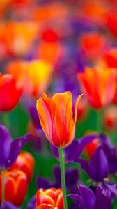 Preview wallpaper tulip, flowers, buds, red, purple, blur